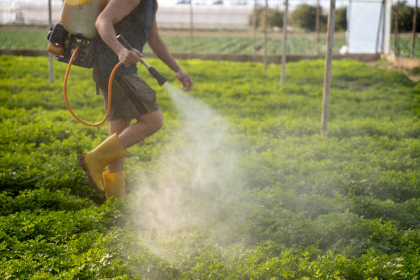 Wasp Removal Services in La Mesilla, NM