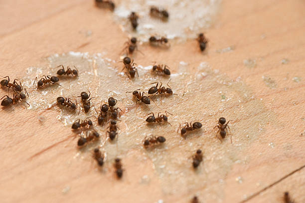 Best Pest Removal Services  in La Mesilla, NM